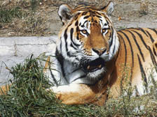 Five-year tiger preservation programme adopted in Khabarovsk Territory