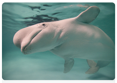 Белуха (белый кит) относится к семейству нарваловых, подотряда зубатых китов, отряда китообразные