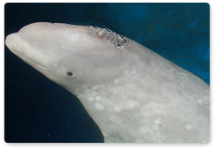 White whales and acoustic noise: Observing and registering physiological reactions