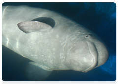 Белуха (белый кит) относится к семейству нарваловых, подотряда зубатых китов, отряда китообразные
