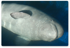 White Whale Congregation Sites Found in the White Sea