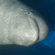 The white whale (also known as belukha whale) is a member of the Monodontidae family, suborder Odontoceti, and order Cetacea
