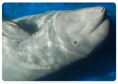 The Belukha-White Whale Programme aims to study the distribution range, seasonal migrations and the number of white whales in Russian seas and also, their habitat, feeding patterns and their relationships with other cetacean species