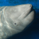 Задача программы «Белуха-Белый кит» - исследование распространения, сезонных миграций и численности белух в российских морях, изучение среды обитания, питания, взаимосвязи с другими видами