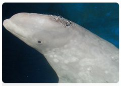 В рамках программы «Белый кит» были выбраны для изучения несколько видов крупных млекопитающих, особенно важных и «знаковых» для России, в частности белуха (белый кит)