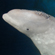 В рамках программы «Белый кит» были выбраны для изучения несколько видов крупных млекопитающих, особенно важных и «знаковых» для России, в частности белуха (белый кит)