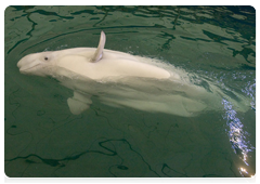 Белые киты могут достигать в длину 6 метров и веса в 2 тонны. Рождаются они серыми, а через несколько лет приобретают белую окраску