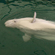 Adult white whales can measure up to six metres and weigh up to two metric tonnes. White whale calves are grey, but at full maturity a few years later they become almost completely white