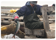 Новый подход к учету белух был создан на основе международного опыта изучения китообразных. Согласно проведенным исследованиям численность белух в Белом море летом составляет 5,5-7,5 тысяч голов