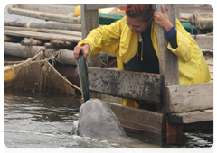 В рамках Международного полярного года (2007-2008 г.) была создана специальная программа «Белуха» (Pan-Arctic Tracking of Belugas)