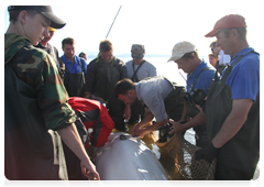 In July and August of 2009, satellite transmitters were attached to two belukha whales named Masha and Dasha on the Chkalov Island. These devices make it possible to track the animals’ movements through the Argos satellite-based system