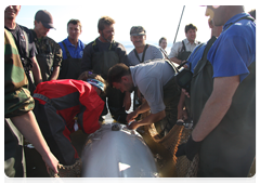 A group of scientists poised to attach a satellite-tracked transmitter to the white whale Dasha