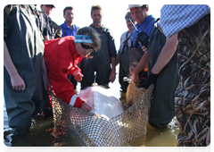 A group of fishermen kept the white whale in a special fishing net before Vladimir Putin arrived