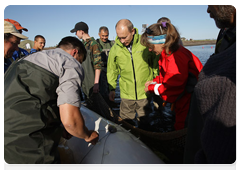 Vladimir Putin approaching a mammal being kept in a fishing net