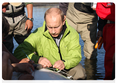 Vladimir Putin together with fishermen and scientists attaching the transmitter to the white whale
