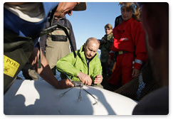 Dasha beluga whale: Removal of transmitter attached in 2009