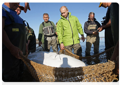 Fishermen and Vladimir Putin carrying the fishing net further into the sea to release the white whale back into the wild