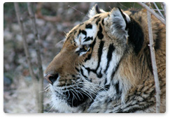 Amur Tiger Centre awards Primorye rangers