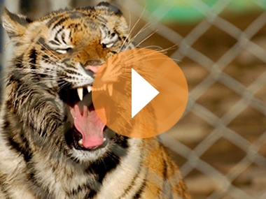 Видеозарисовка о тиграх