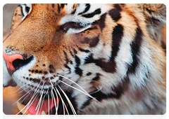 The tiger can eat up to 30 kilogrammes of food in one sitting and its daily ration is nine to ten kilogrammes of meat