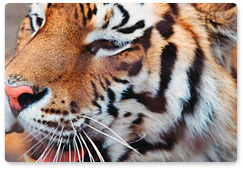Численность амурского тигра на территории РФ составляет более 580 особей