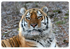 The programme’s objective is to study the distribution range of Amur tiger populations and the number and migration routes of these big cats in Russia