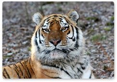 Учёт тигров в Приморье из-за бесснежной зимы завершился на месяц позже