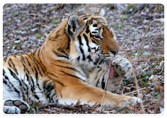 Scientists are researching the tigers’ reproductive biology, habitat, feeding patterns and food resources