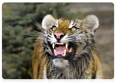 Tigers spend most of the time hunting as only one in ten attempts to catch prey is successful