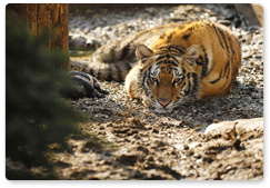 Amur tiger Ustin to spend winter in Primorye rehabilitation centre