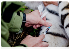 While the tigress is asleep, the researchers take a blood test to check her health