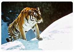 The programme to research the Amur tiger in Russia’s Far East is an independent project which is carried out as part of the research being done by the expedition of the Russian Academy of Sciences on animals that have been placed on the Russian Federation’s Red List of Threatened Species and other particularly important species of animals in Russia