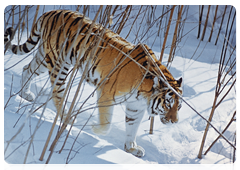 The Amur Tiger Programme aims to develop a scientific platform for the conservation of Amur tigers living in Russia’s Far East