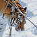 Основная цель программы «Амурский тигр» - разработка научных основ для сохранения амурского тигра на территории российского Дальнего Востока