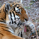 Scientists are researching the tigers’ reproductive biology, habitat, feeding patterns and food resources