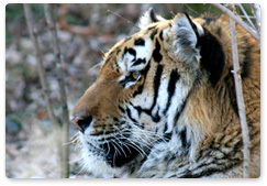 Трансграничное сотрудничество по сохранению тигров и леопардов обсудили в Харбине