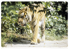 One of the programme’s objectives is to research the populations of the tigers’ main rivals and the specifics and the implications of inter-population  interaction between two species of big cats, namely, the Amur tiger and the Far Eastern leopard