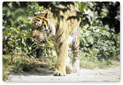Amur Tiger Centre launches competition to improve environmental laws