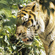 Важной составляющей программы является изучение популяций основных конкурентов тигра, а также специфики и последствий межпопуляционных взаимодействий двух крупных видов кошачьих – тигра и дальневосточного леопарда