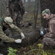 Researchers capture Amur tigers in the taiga to take samples of their blood, hair and feces for subsequent molecular, genetic and hormone analysis