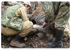 Researchers capture Amur tigers in the taiga to take samples of their blood, hair and feces for subsequent molecular, genetic and hormone analysis