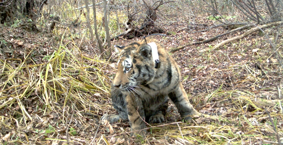 About the Siberian tiger  Russian Geographical Society