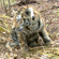 The GPS collar allows researchers to track the tiger’s migrations in real time