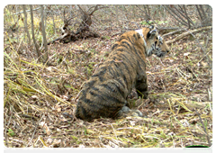 The GPS collar allows researchers to track the tiger’s migrations in real time