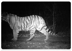 Photo-traps with infrared light are installed in the taiga along the tigers’ likely routes