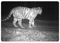 Photo-traps with infrared light are installed in the taiga along the tigers’ likely routes