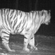 В тайге в местах вероятного появления тигров устанавливаются фотоловушки с инфракрасной подсветкой