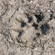 One of the methods to research tigers is to study their tracks. A tiger can be identified by the size and form of its paw prints