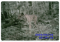 The striped pattern is unique for each Amur tiger therefore it is used almost as a “fingerprint analysis” for this species of predatory cats
