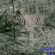 Рисунок полос на шкуре каждого амурского тигра – уникален. Поэтому он считается своего рода «дактилоскопией» для этого вида хищных кошек